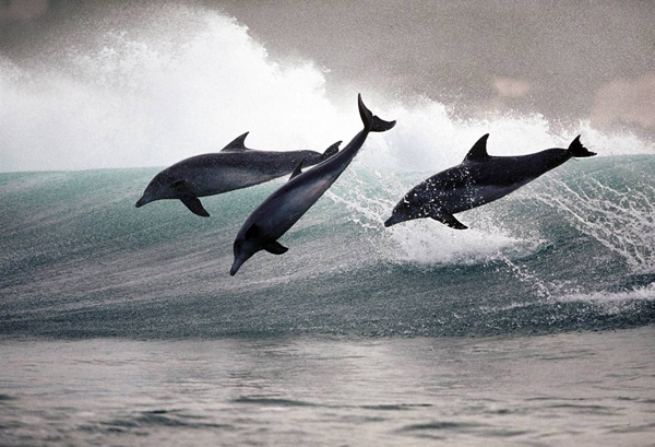 ss-100218-surfing-dolphins-20_ss_full.jpg