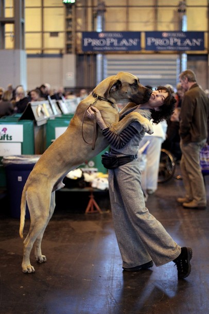 Crufts Dog Show 2010 in Birmingham