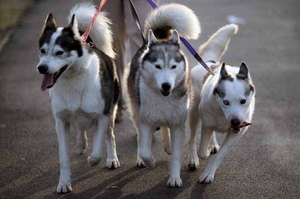 crufts_dog_show_birmingham08.jpg