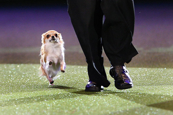 crufts_dog_show_birmingham25.jpg