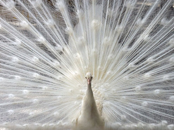 peacock-sarasota_17800_990x742.jpg