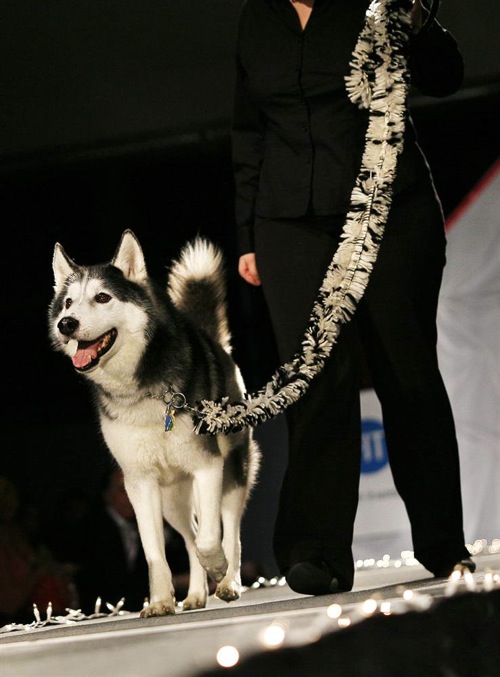 pet_apparel_fashion_show_new_york11.jpg