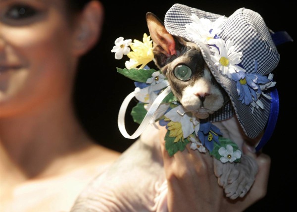 Fashion show for dogs and cats in Moscow