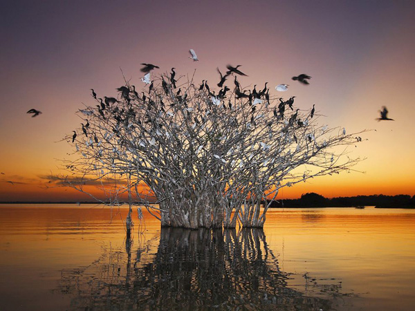 pantanal-birds-brazil_19477_990x742.jpg