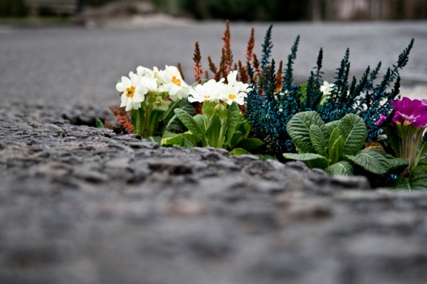 pete-dungey-pothole_garden_01-600x400.jpg