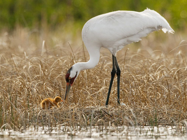 whooping-crane-hatchling_23256_990x742.jpg