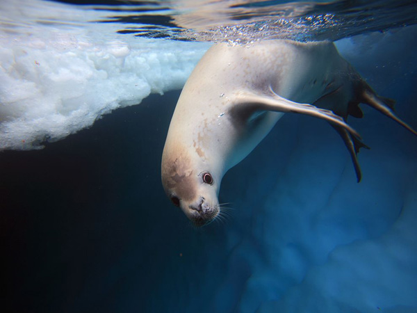 crabeater-seal-underwater_23923_990x742.jpg