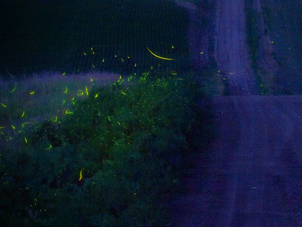 fireflies-nebraska_23926_990x742.jpg