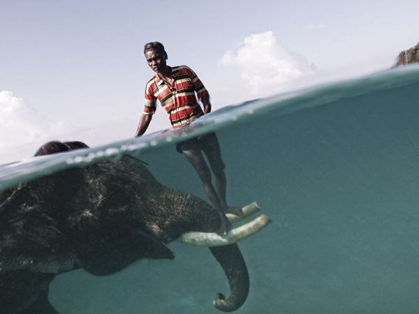 mahout-elephant-underwater_23937_990x742.jpg