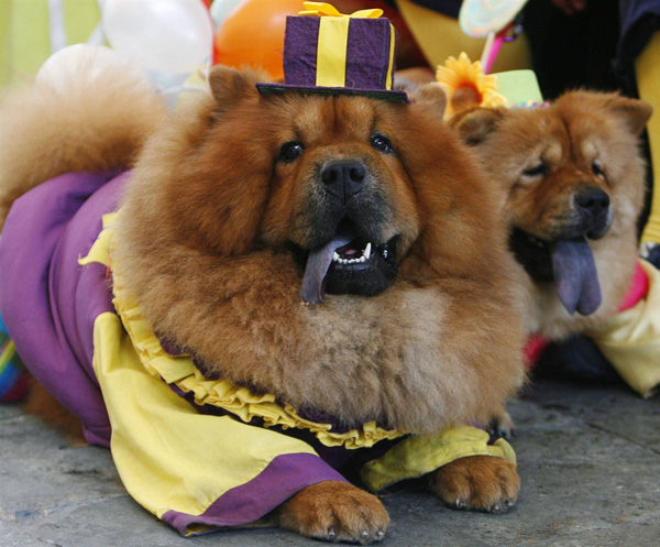 ss-101025-halloween-pets-18_ss_full.jpg