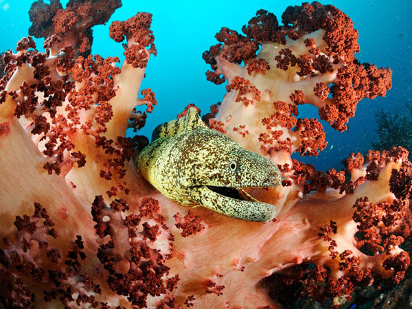 moray-eel-japan-skerry_27561_990x742 копия.jpg