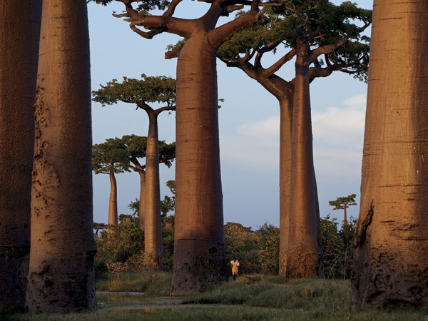 baobab-trees-madagascar_27484_990x742.jpg