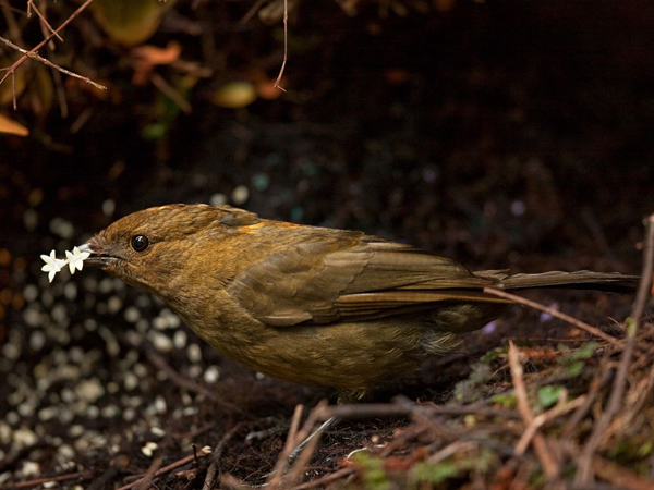 bowerbird-flowers-laman_26739_990x742.jpg