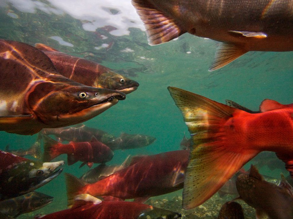 pacific-salmon-migrating_28113_990x742.jpg