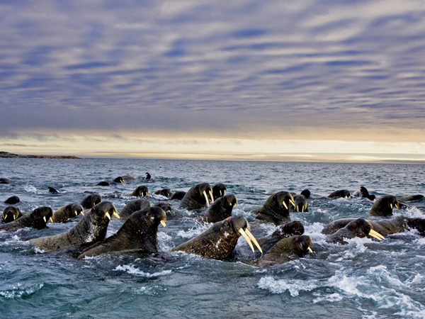 walruses-herd-svalbard_28115_990x742.jpg