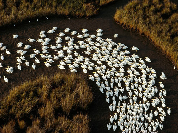 white-pelicans-mississippi_28118_990x742.jpg