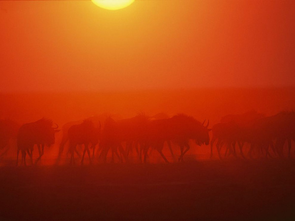 wildebeests-dust-zambia_28116_990x742.jpg