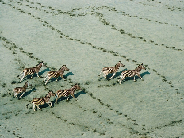 zebras-botswana-haas_28117_990x742.jpg