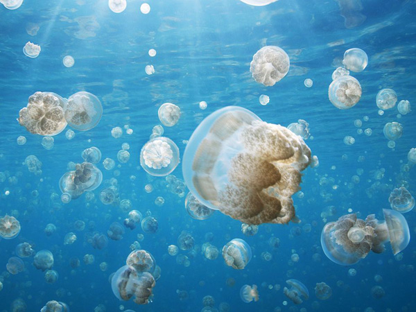 jellyfish-palau_28389_990x742.jpg