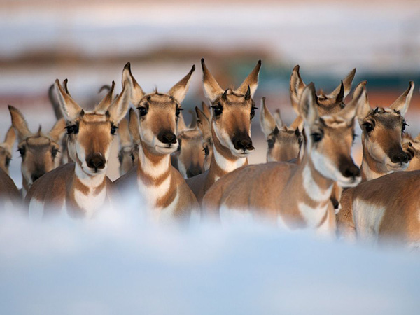 pronghorn-herd-wyoming_28114_990x742.jpg