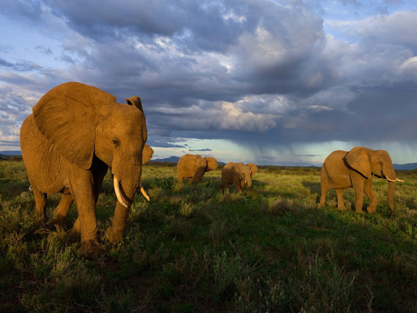 samburu-elephants-group-kenya_28396_990x742.jpg