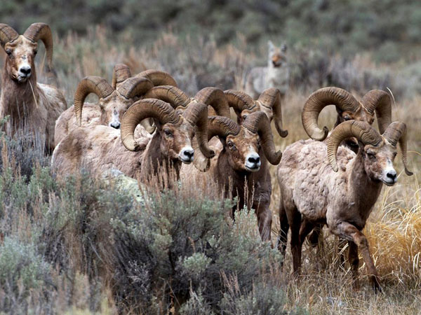 bighorn-sheep-yellowstone_28380_990x742.jpg