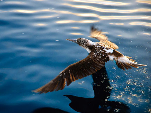 blue-footed-booby-galapagos_28383_990x742.jpg