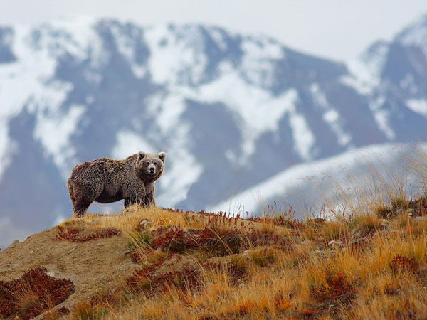 brown-bear-mountains_28384_990x742.jpg