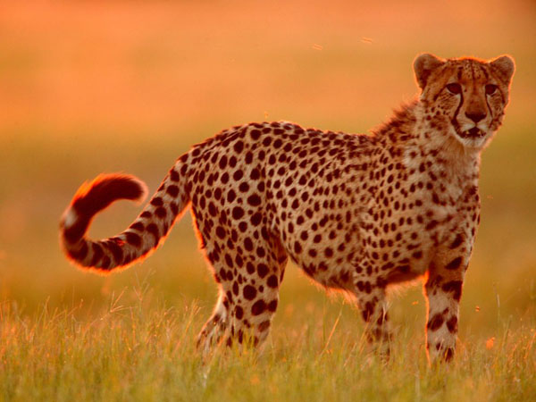 cheetah-tall-grass-botswana_28385_990x742.jpg