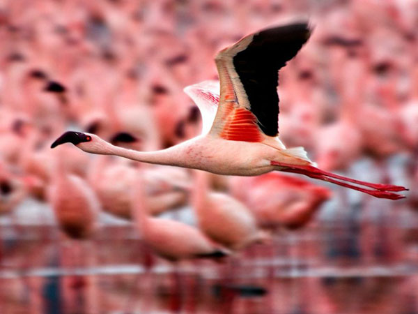 flamingos-flight-kenya_28386_990x742.jpg