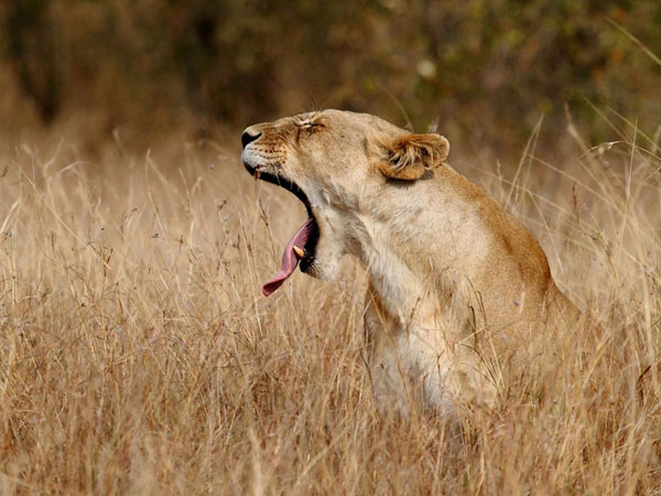 lioness-yawn-kenya_28391_990x742.jpg