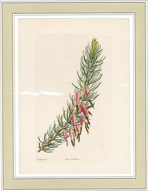 Erica penicillata.jpg