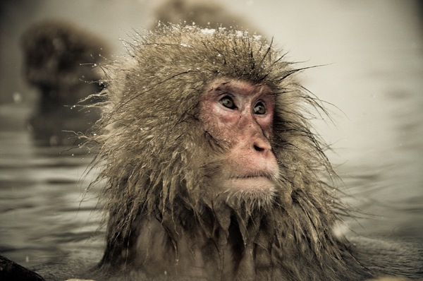 snow_monkeys-08.jpg