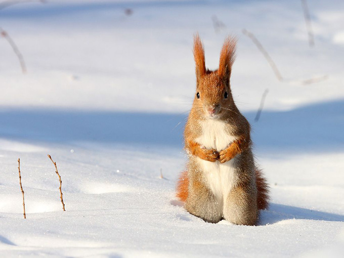 red-squirrel-snow-poland_31791_990x742.jpg