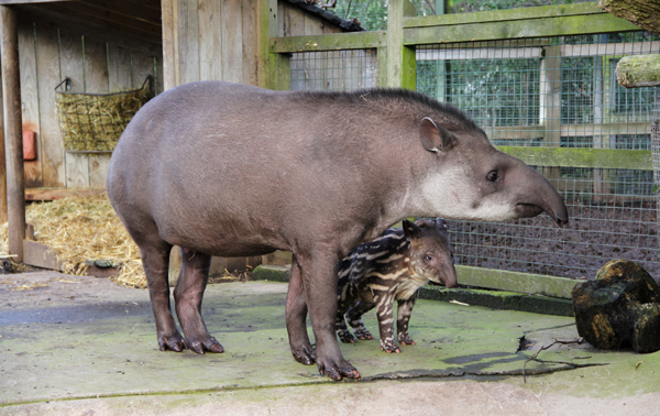 babytapir2.jpg