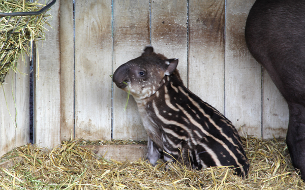 tapirmunch1.jpg