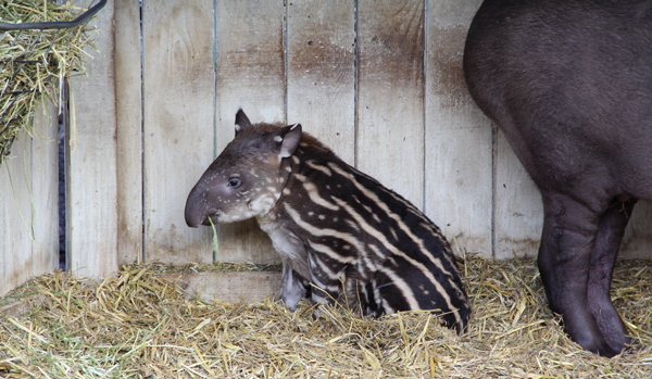 tapirmunch2.jpg