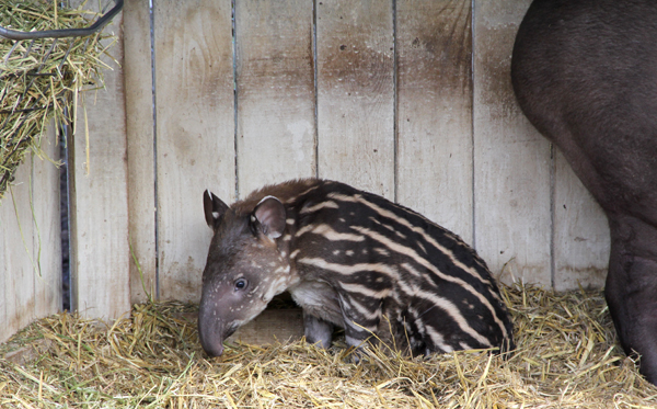 tapirsit.jpg