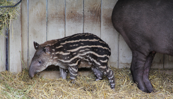 tapirstand2.jpg