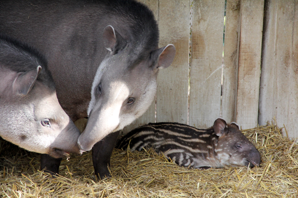 tapirwholefamily.jpg