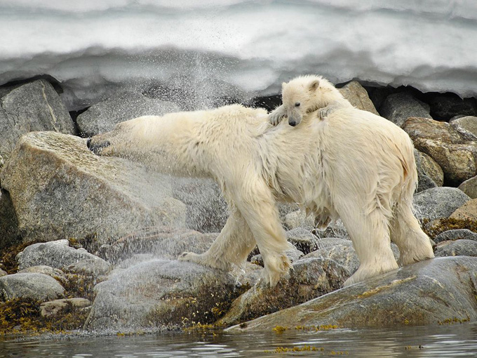 polar-bear-svalbard_33993_990x742.jpg