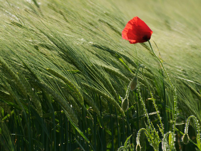 poppy-field-geneva_33994_990x742.jpg