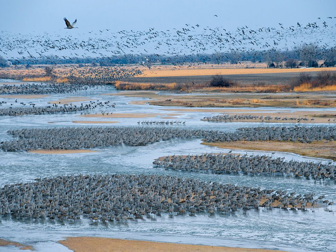 sandill-cranes-nebraska_33884_990x742.jpg