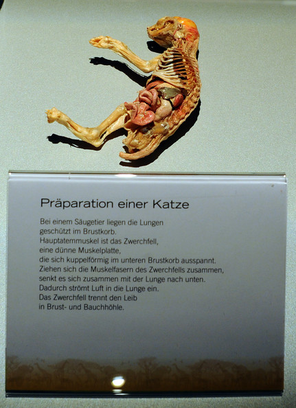 Body+Worlds+Animals+Exhibition+Cologne+Zoo+EUMtRfXqgSvl.jpg