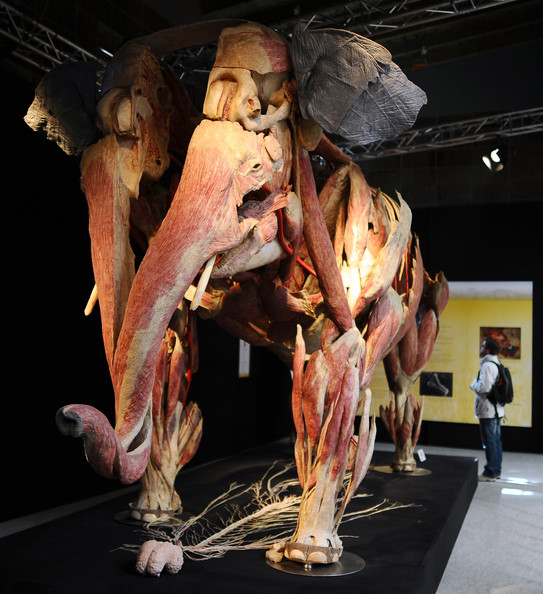 Body+Worlds+Animals+Exhibition+Cologne+Zoo+FMILVnP31m5l.jpg