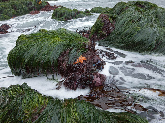 sea-grass-bodega-head_35261_990x742.jpg