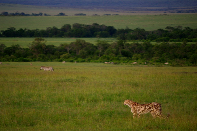 maasai-mara-kenya-baby-cheetah-big003.jpg