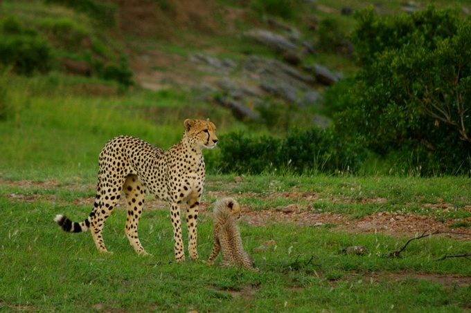 maasai-mara-kenya-baby-cheetah-big004.jpg