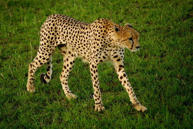 maasai-mara-kenya-baby-cheetah-big006.jpg