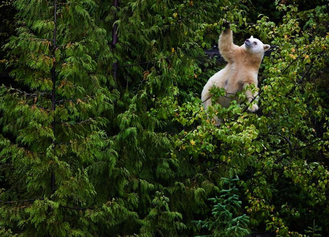 paulnicklen5.jpg